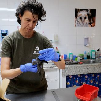 02 Inspeccion fisica durante la revision veterinaria inicial