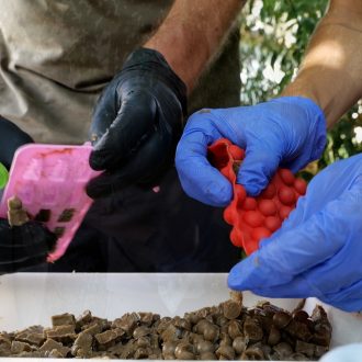 10 Desmoldado del pienso completo en formato gel