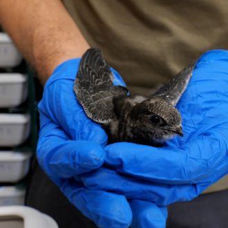 14 Volanton de vencejo comun acabado de alimentar