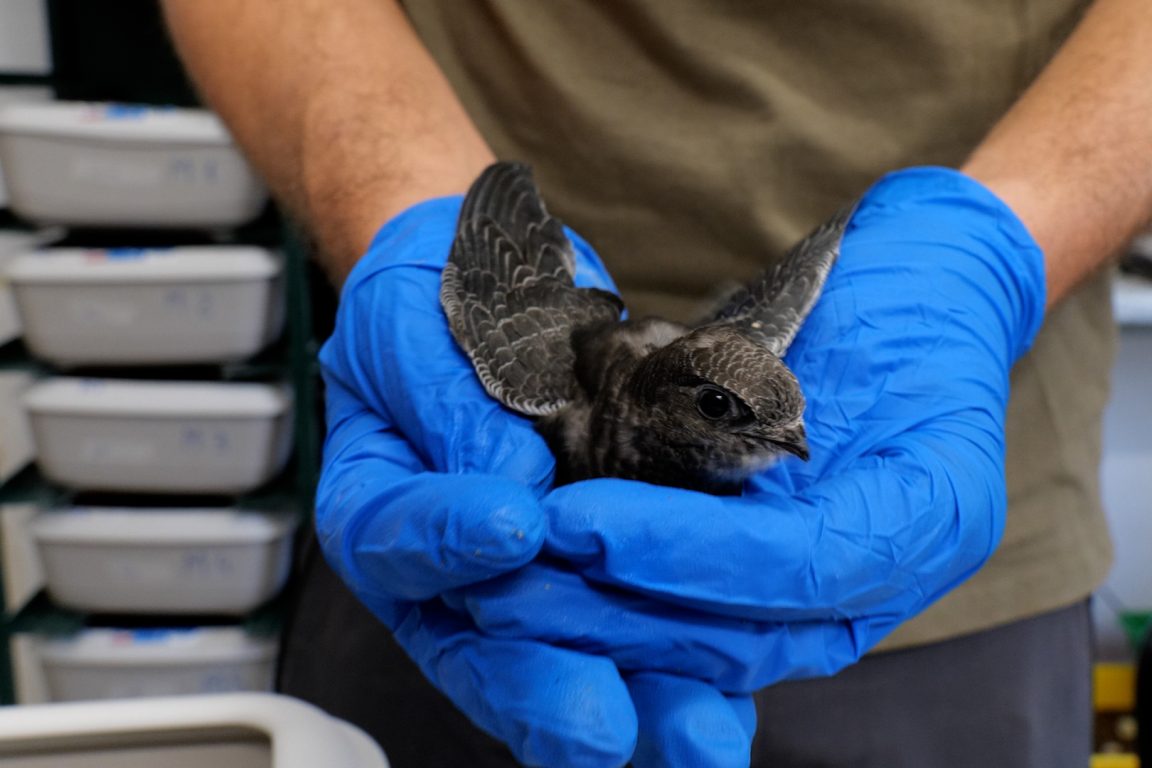 14 Volanton de vencejo comun acabado de alimentar