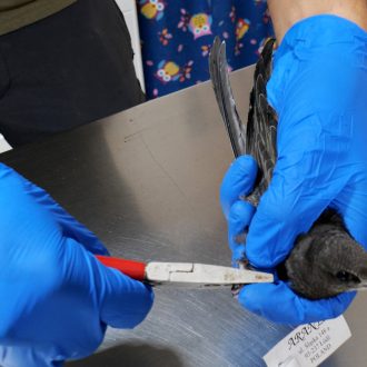 16 Anillado oficial antes de la liberacion