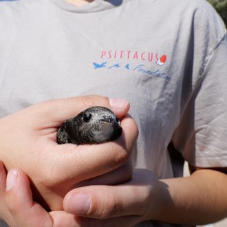18 Detalle de un individuo a punto de ser liberado