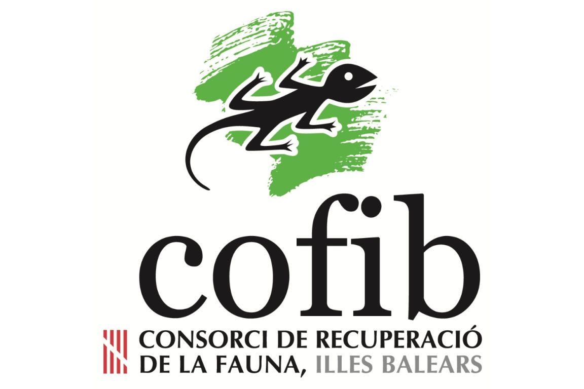 Slide Apus apus 01 Desktop