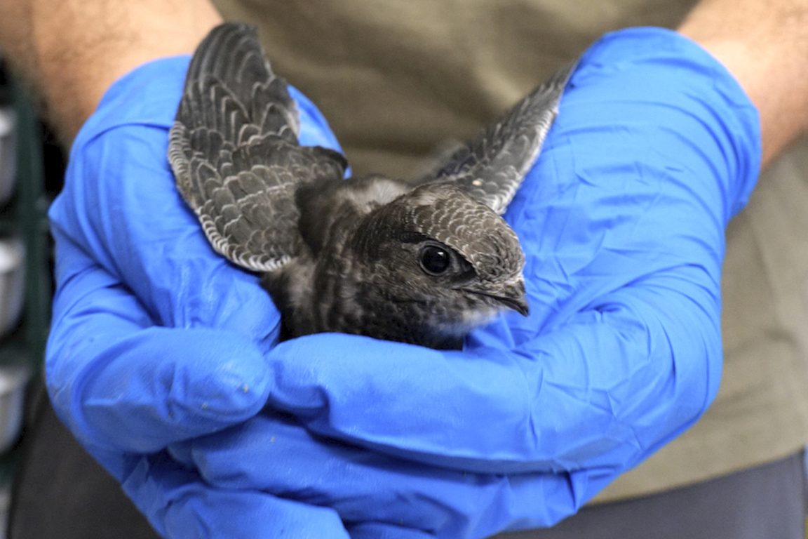 Slide Apus apus 03 Desktop